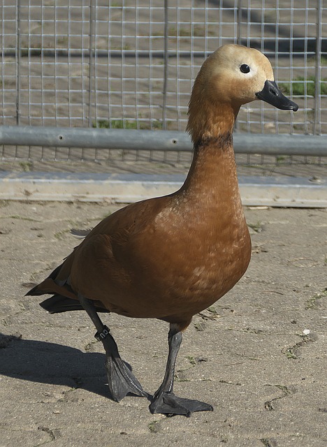 年夏天